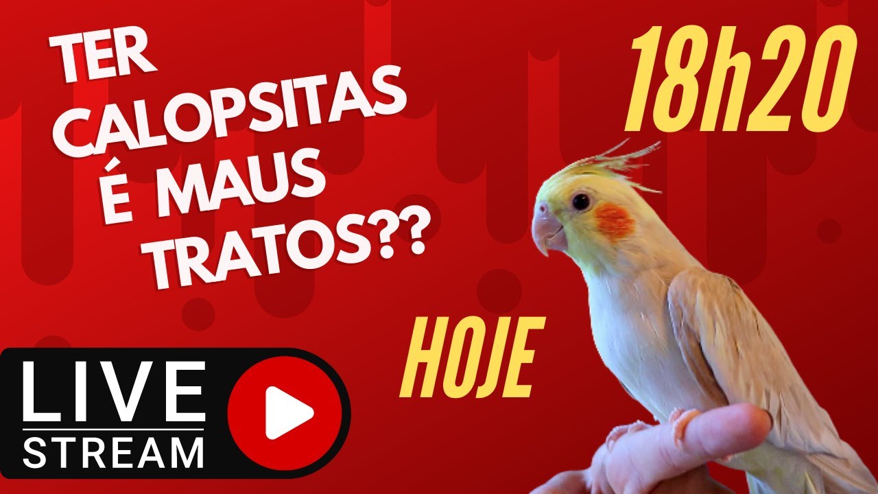 TER AVES EM CASA É MAUS TRATOS?