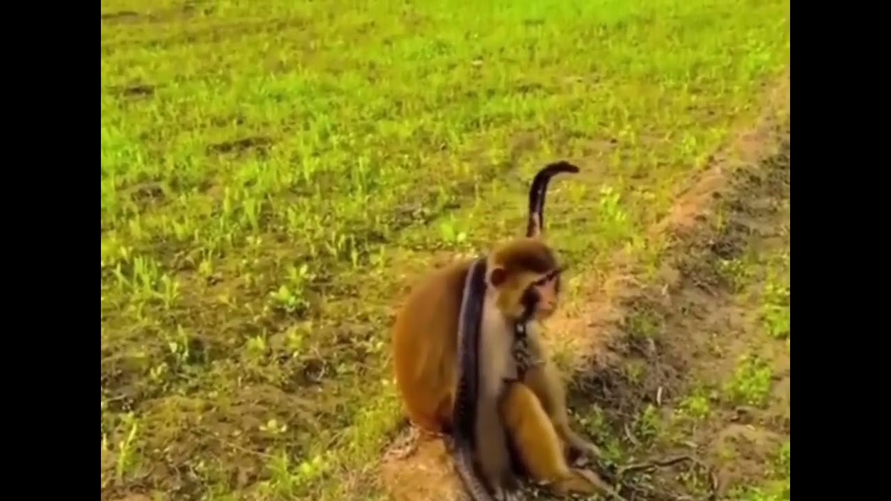 Monkey does not care about King Cobra. #Monkey  #King Cobra. #wild life