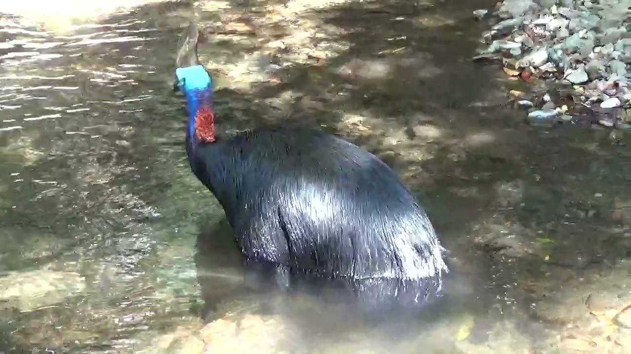 CASSOWARY Big Bird Bath