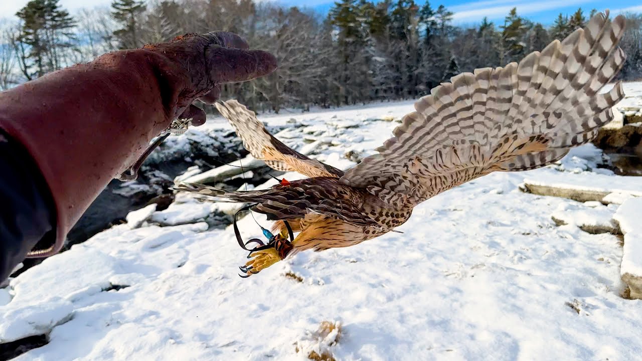 Asja, Finnish Goshawk | Black Duck Hawking January 12, 2026