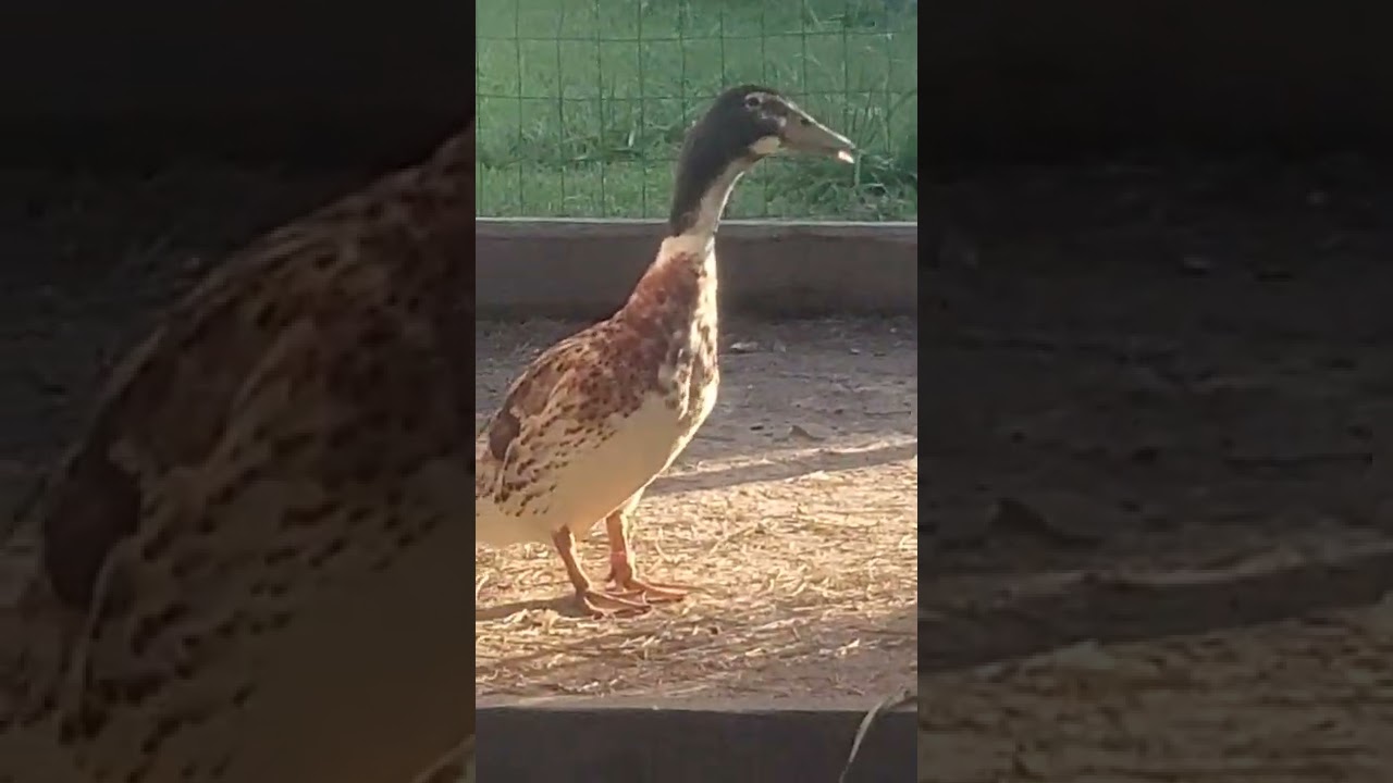 Duck updates and why we are culling our Welsh Harlequin Drake!