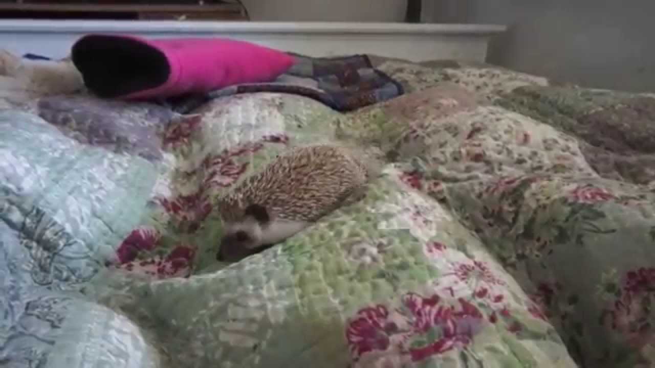 Pretzel, el pequeño erizo de tierra