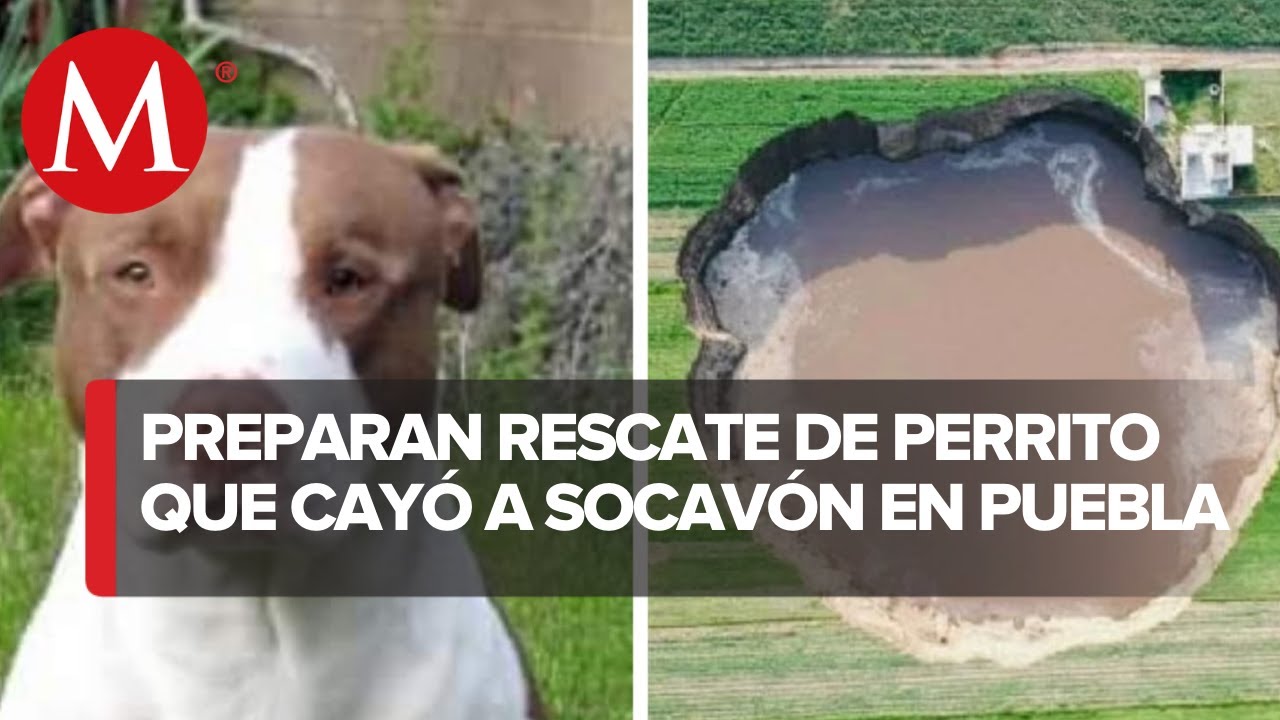 Perrito cae al socavón gigante en Puebla; gobierno analiza posible rescate