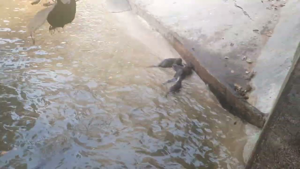 Some water creatures at zoo...Gujarat 