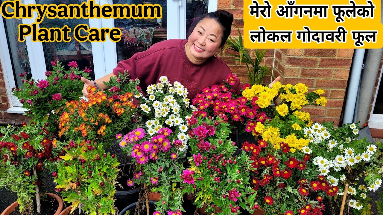 मेरो आँगनमा फूलेको लोकल गोदावरी फूल | Chrysanthemum Plant Care