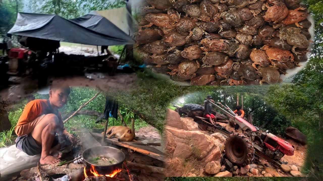 ບັນຍາກາດຍາມເຊົ້າສຽງຂຽດຮ້ອງ//บรรยากาศยามเช้าฟังเสียงเขียดร้อง Dong Una