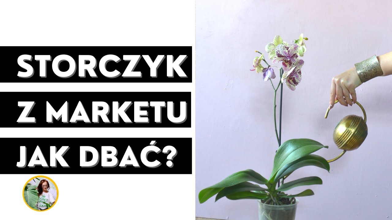 Jak dbać o storczyka z supermarketu ?