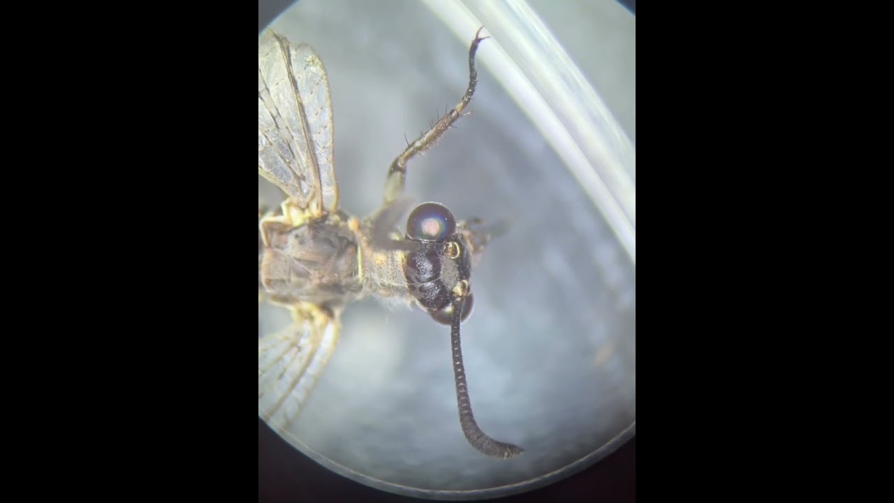 Эксперимент по выращиванию личинки муравьиного льва