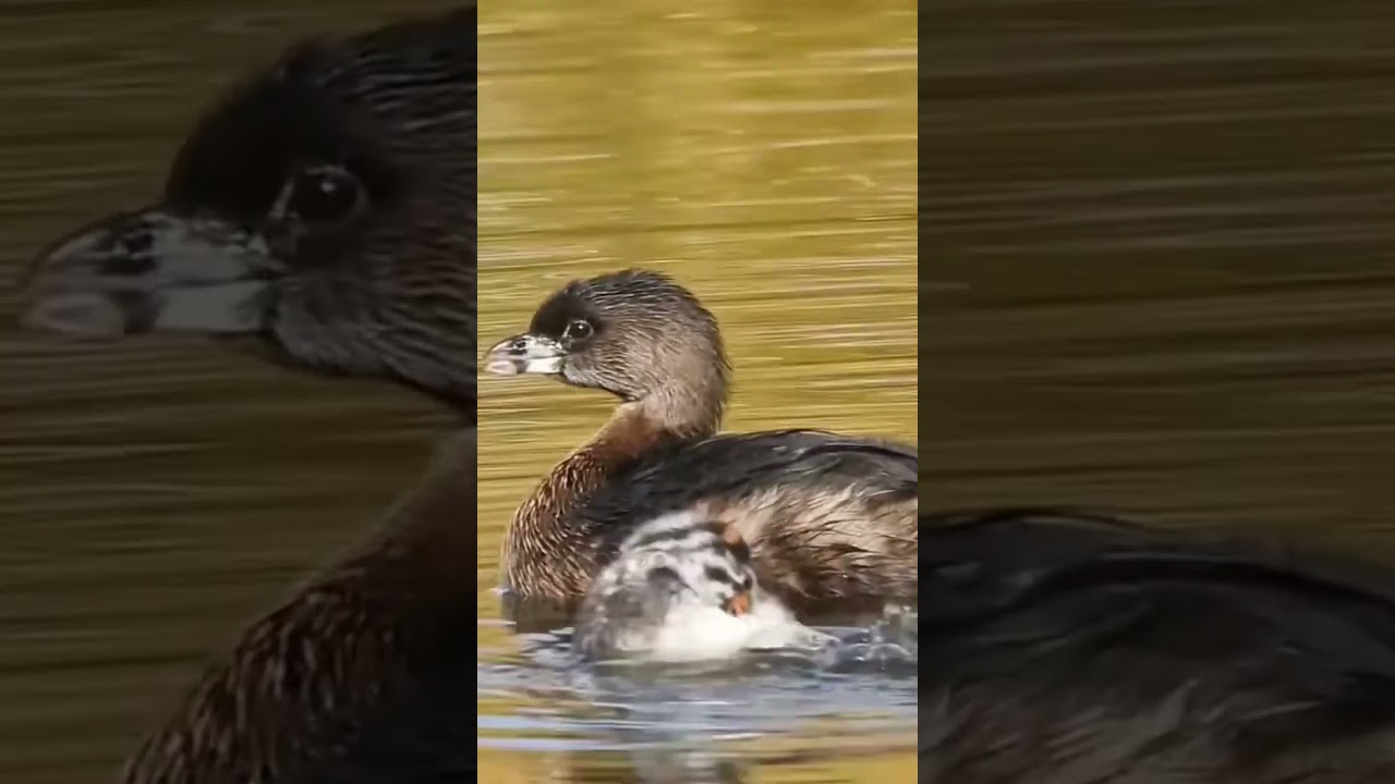 Pied-billed Grebe chick looks like tiger&hellip;🥰