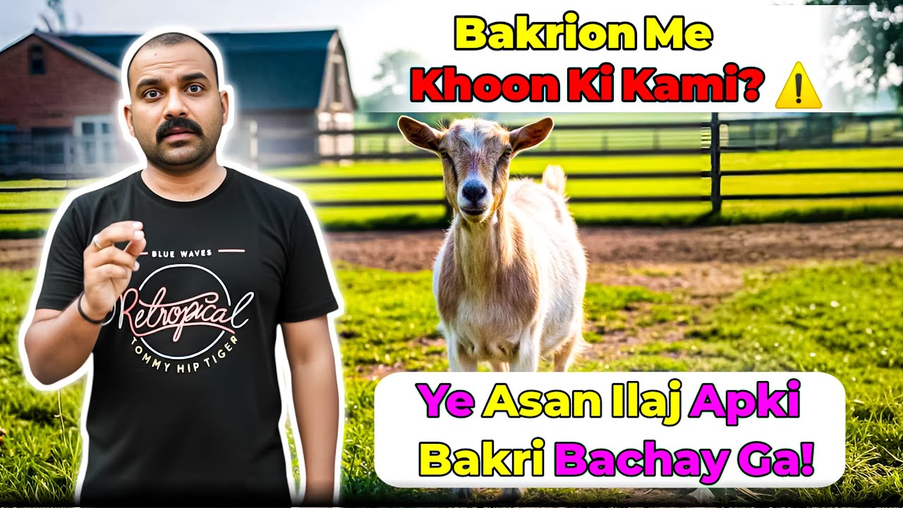 Bakri Me Khoon Ki Kami? Wajah, Nishaniyan Aur Ghar Ka Asan Ilaj — Full Guide