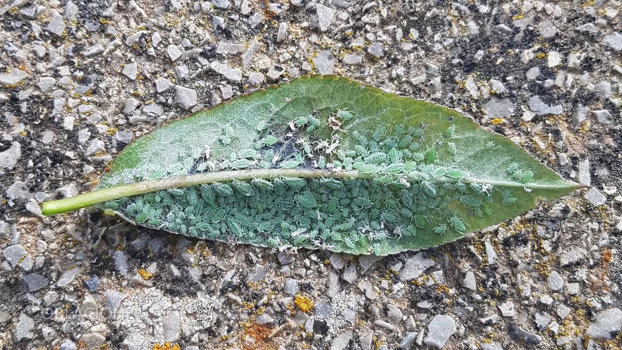 Pulgón verde en melocotonero y albaricoquero - Hyalopterus pruni.
