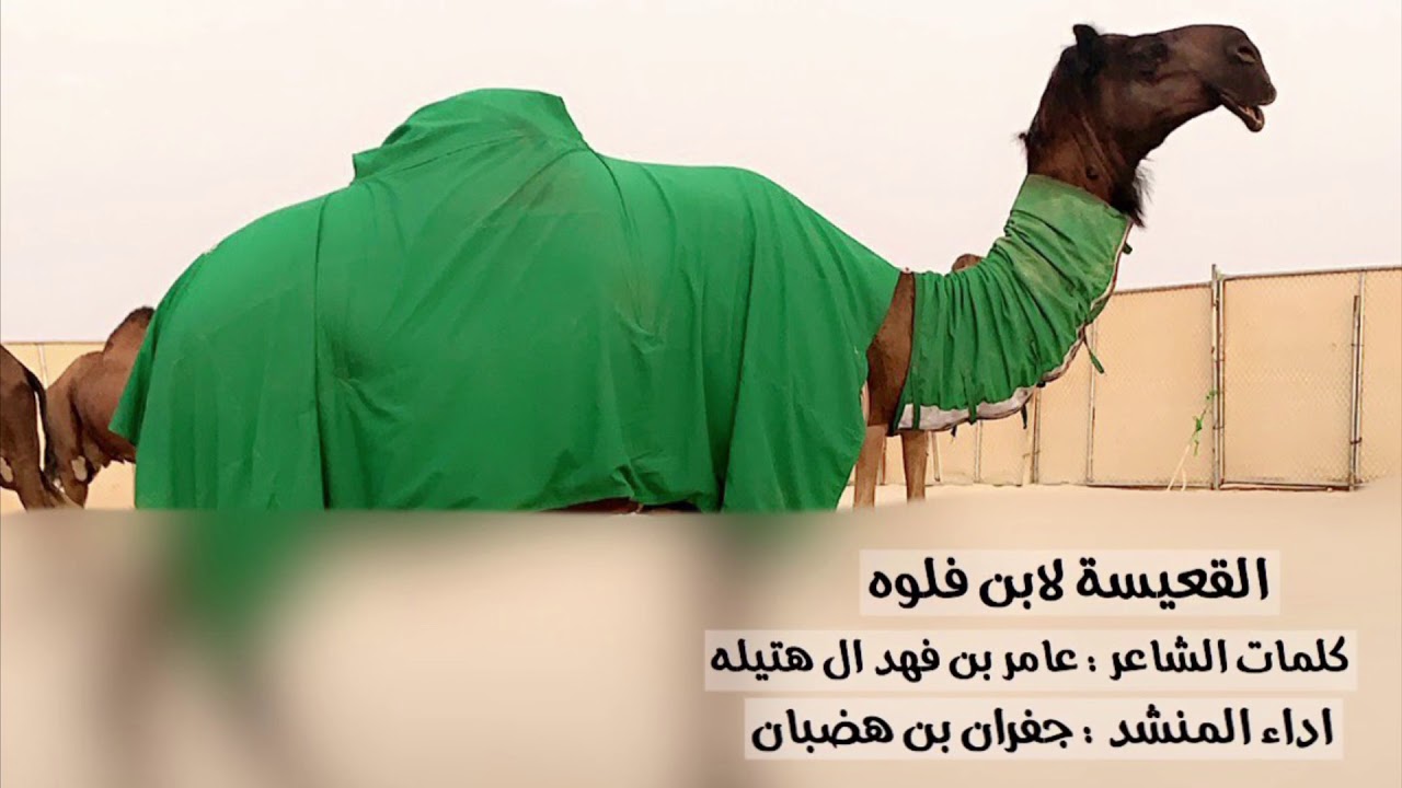 القعيسه لابن فلوه كلمات الشاعر: عامر بن فهد ال هتيله اداء المنشد :جفران بن هضبان