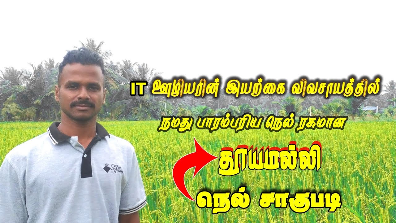 IT ஊழியரின் இயற்கை விவசாயத்தில் விளையும் தூயமல்லி நெல் சாகுபடி| Thuyamalli Nel Sagupadi||Er Kalappai