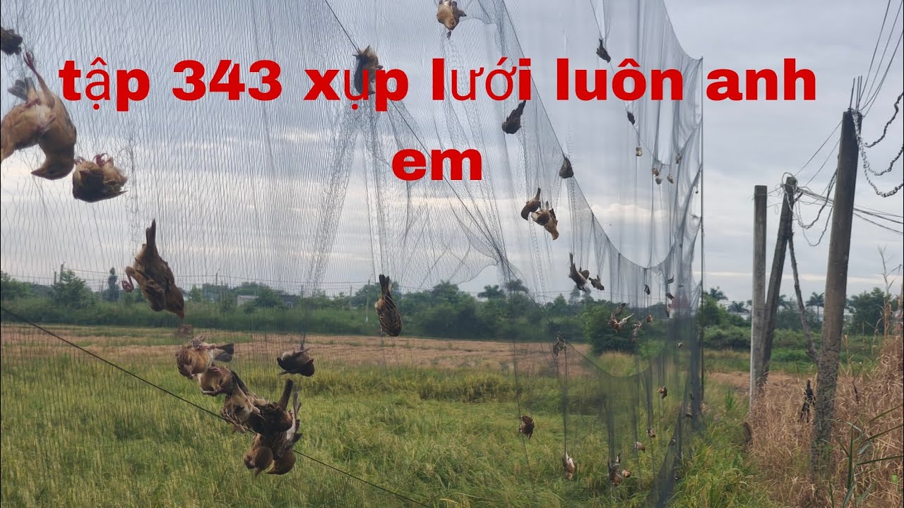 tập 343 bẫy chim dòng dọc xụp lưới luôn anh Em ơi