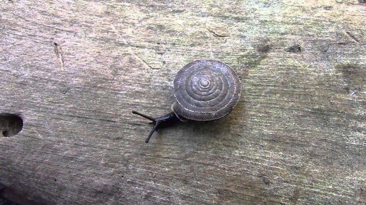 Polygyra septemvolva Say, 1818 Florida Flatcoil Snail