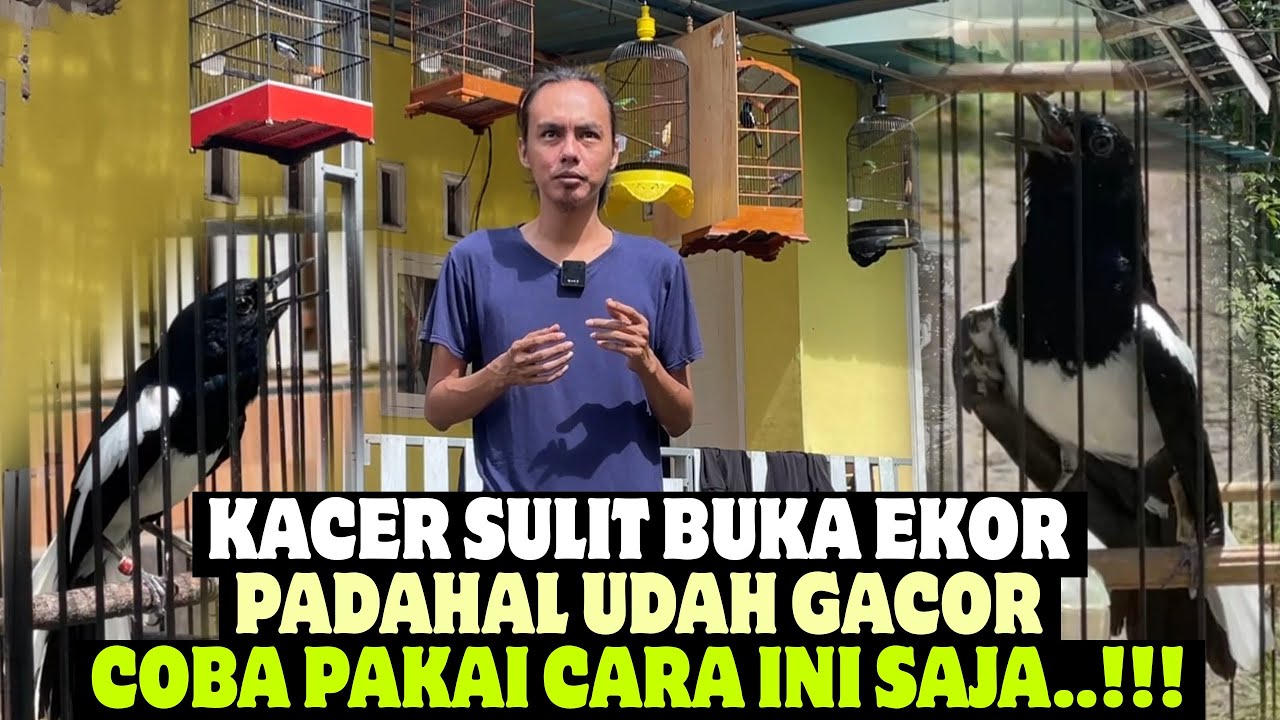 KACER GACOR TAPI SUSAH BUKA EKOR, COBA PAKAI CARA INI SAJA