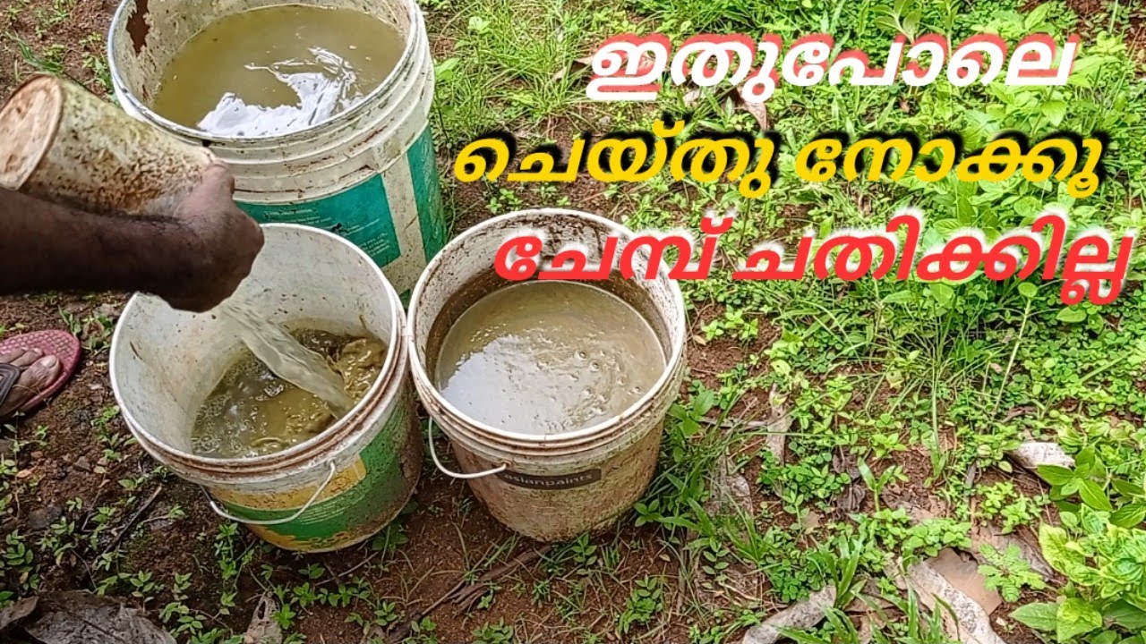 ഇതു പോലെ ചെയ്തു നോക്കൂ ചേമ്പ് ചതിക്കില്ല ഉറപ്പാണ്