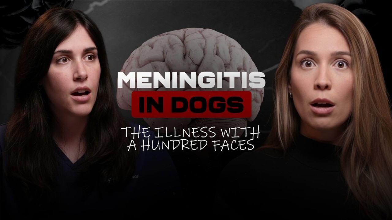 Meningitis in Dogs: The disease with SO many symptoms