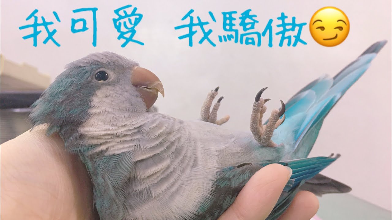 和尚鸚鵡 | 賣萌時間 | 一臉欠摸  | 躺著 | 耍可愛 | Quaker parrot