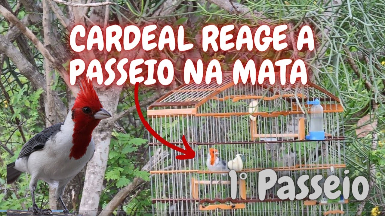 CARDEAL REAGE BEM A PASSEIO COM MANEJO DE GALO DE CAMPINA