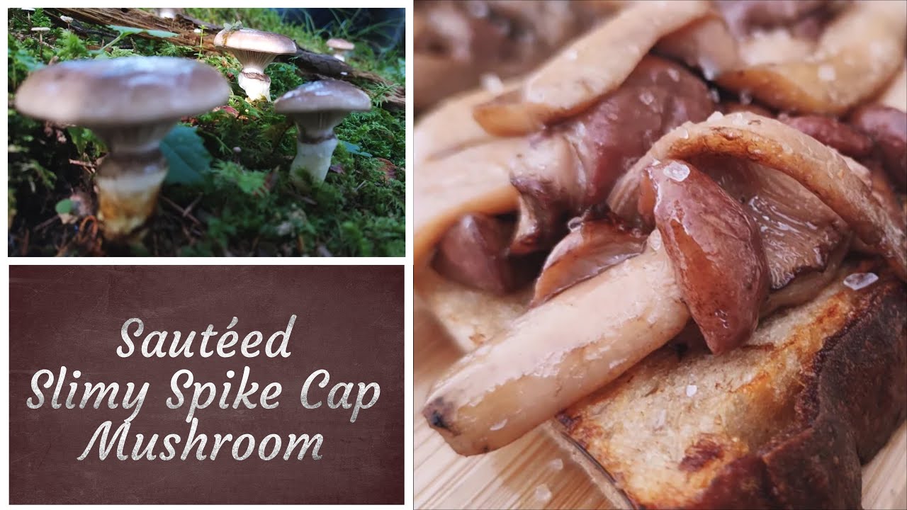 How to Saute Mushrooms: Slimy Spike Cap Mushrooms  | Wild Mushrooms Recipes  | tasty recipes at home
