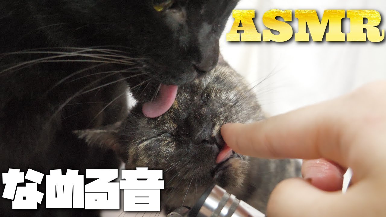 【ASMR】猫たちが指をザラザラ舌で舐める音🐈👅🎧