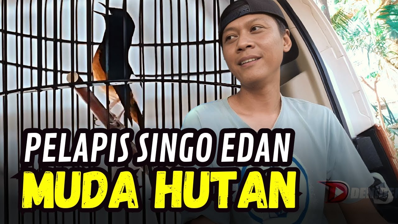 Rawatan Murai Muda Hutan ‼️ Pelapis SINGO EDAN