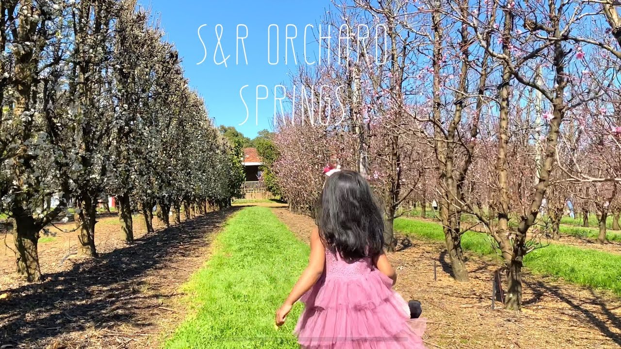 S&R Orchard | Spring | Walliston