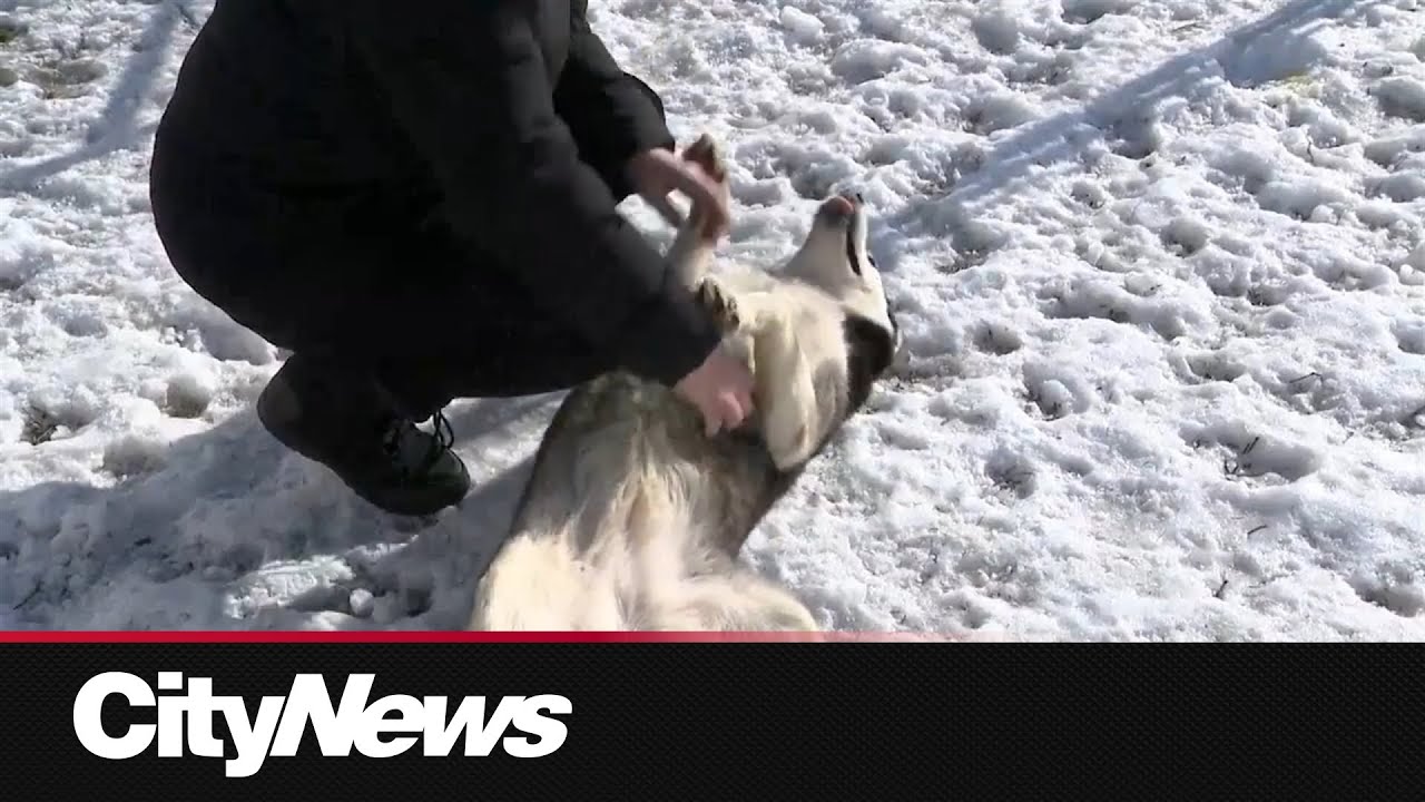 Alberta SPCA uses new legal strategies to protect animals
