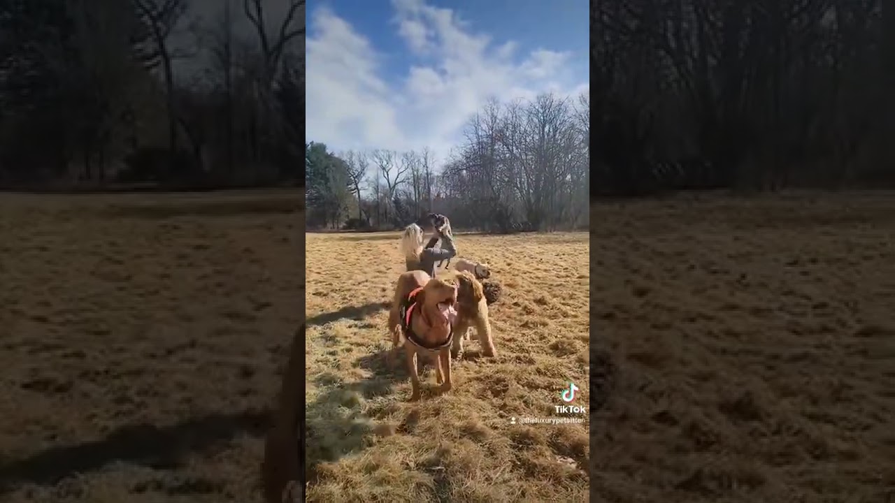 Noelles Pet sitting and Dog Boarding Service, Jericho, NY 11753