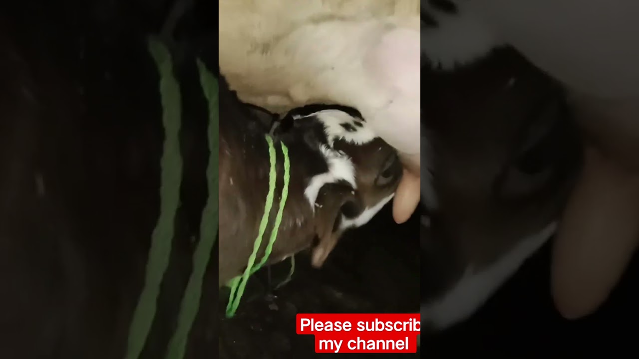 18 ltr milk per day sahiwal cow 🐮