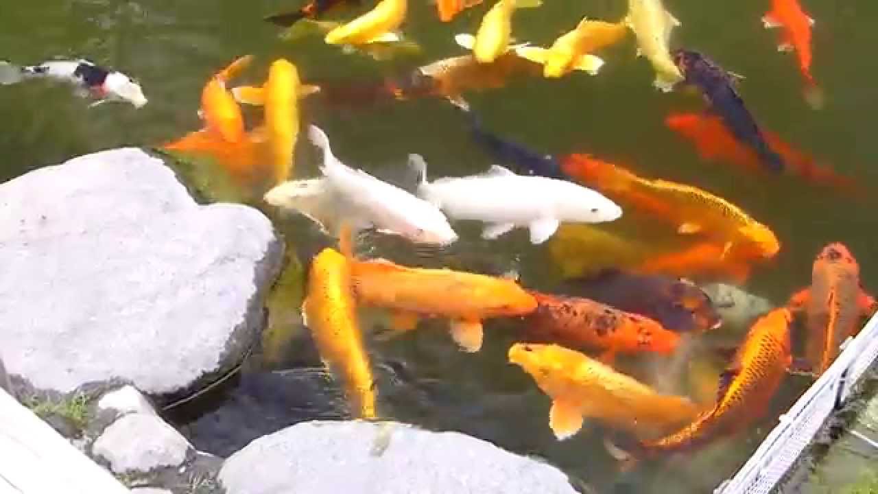 LumixVideo / 照国通りのニシキゴイをクリエイティブ動画Aモードにて Panasonic Lumix DMC FZ200