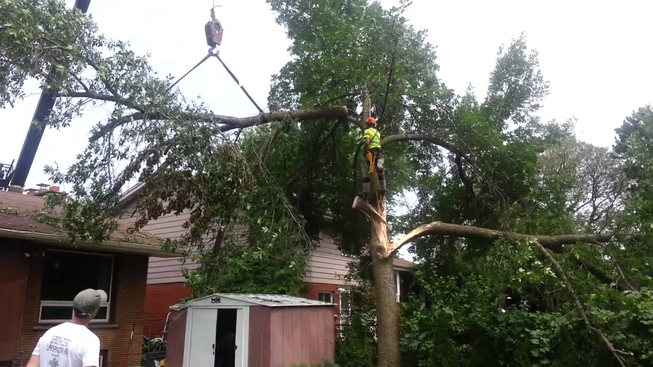 Storm damaged tree removal part 2