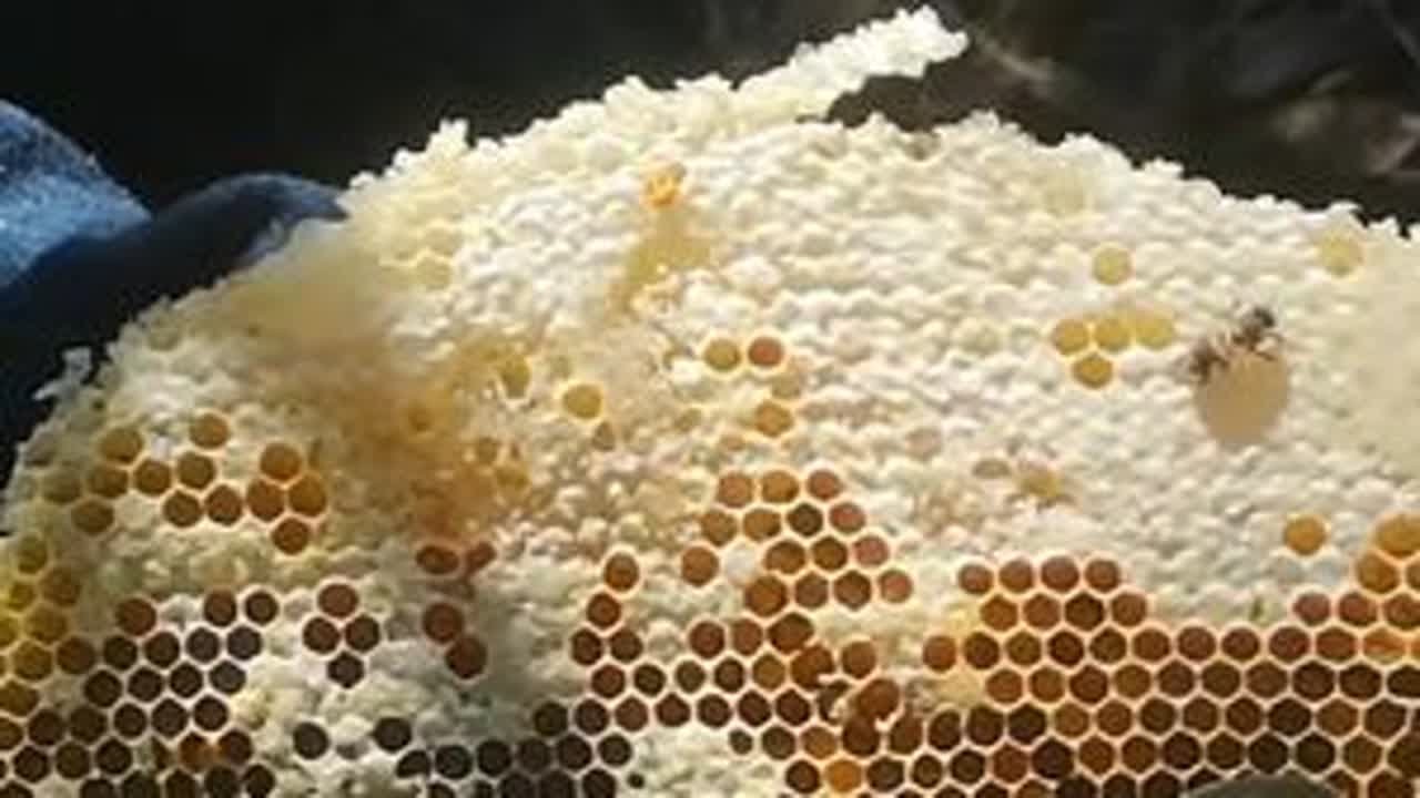 赶紧收诱蜂桶蜜蜂，野外开始缺蜜，蜜蜂慢慢把蜂蜜吃掉 