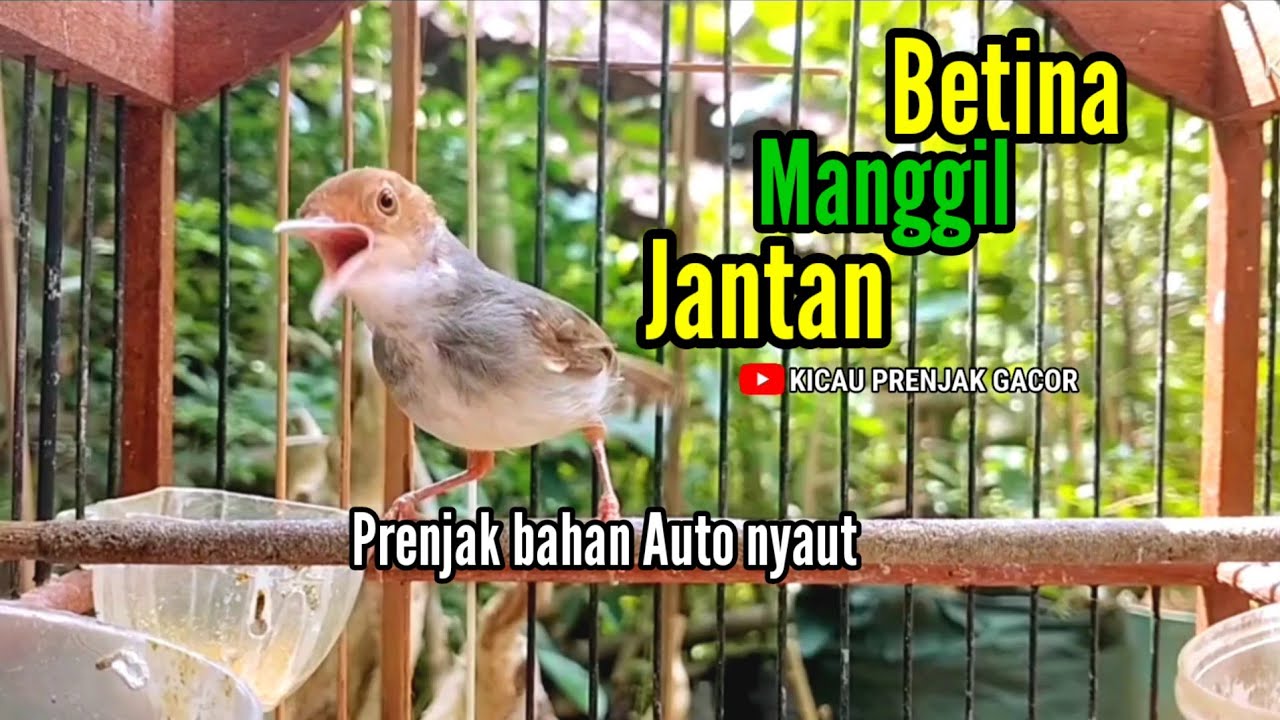SUARA PRENJAK BETINA Menggoda jantan bersahutan ‼️ PRENJAK BAHAN LANGSUNG PADA NYAUT.