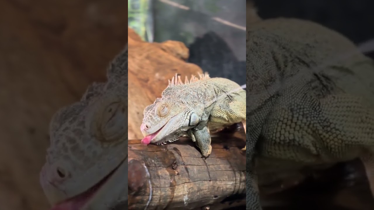 Iguana Verde 💚 #animals #iguana #animaisex&oacute;ticos