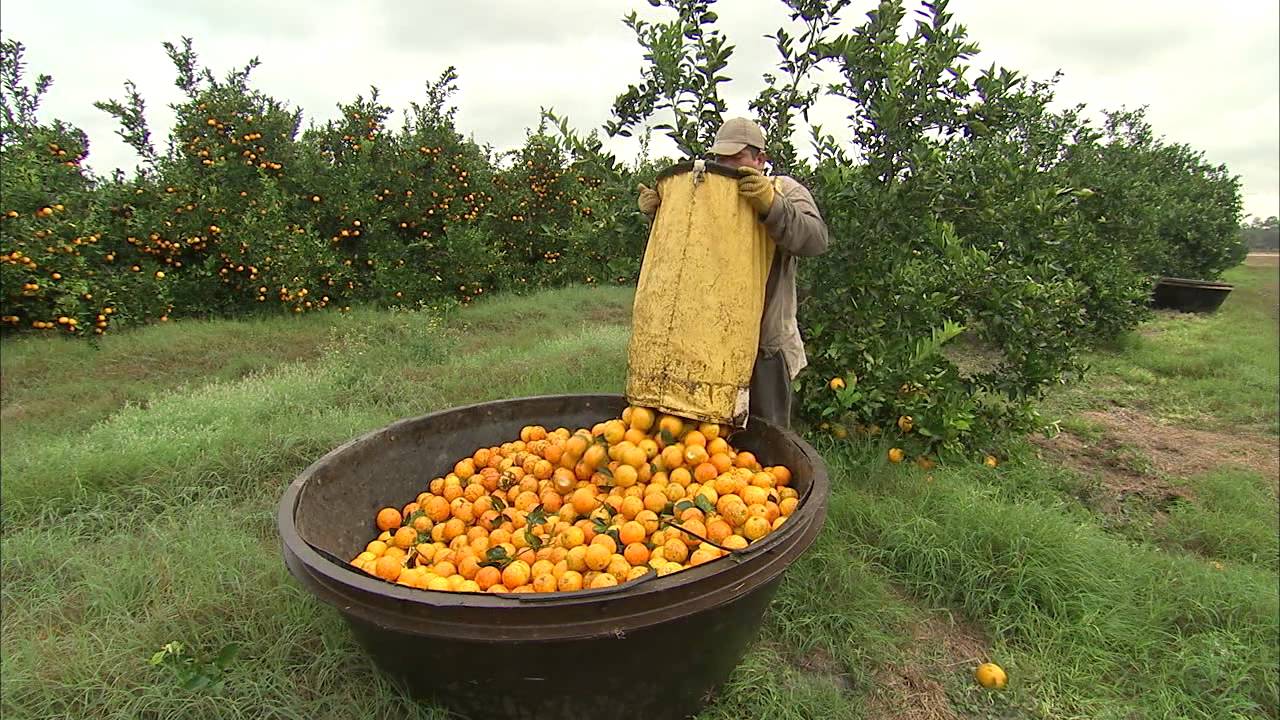 Oranges - Harvesting