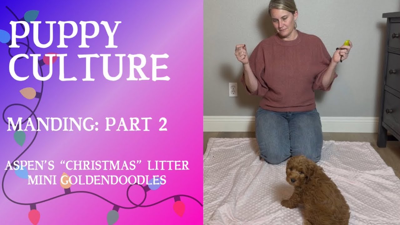 Aspen’s “Christmas” litterManding: Part 2
