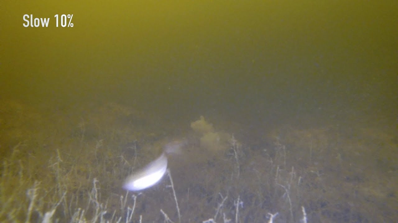 Torpeda underwater Kas per zuvis  что за рыба? what kind of fish? 2018 12 25