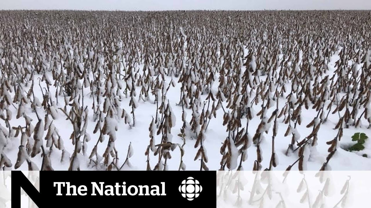 Prairie farmers anxious about crop damage due to damp harvest