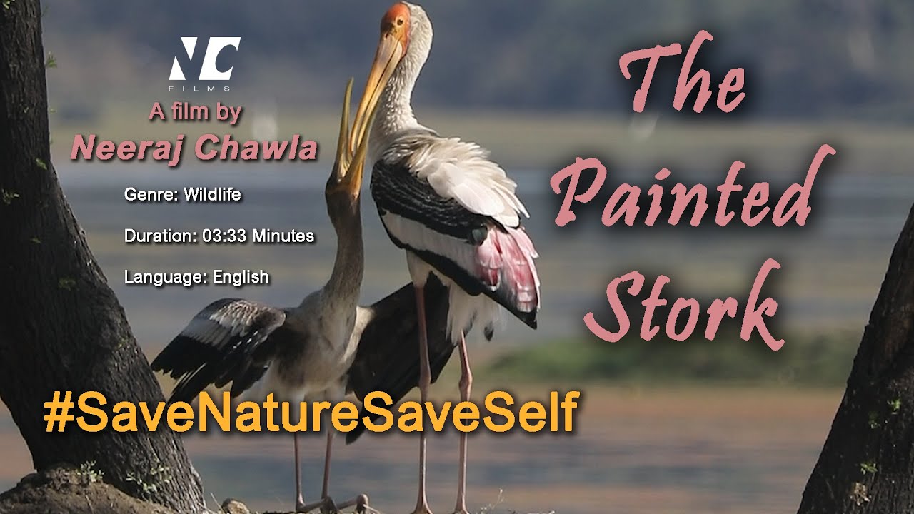 The Painted Stork | NC Films | Neeraj Chawla