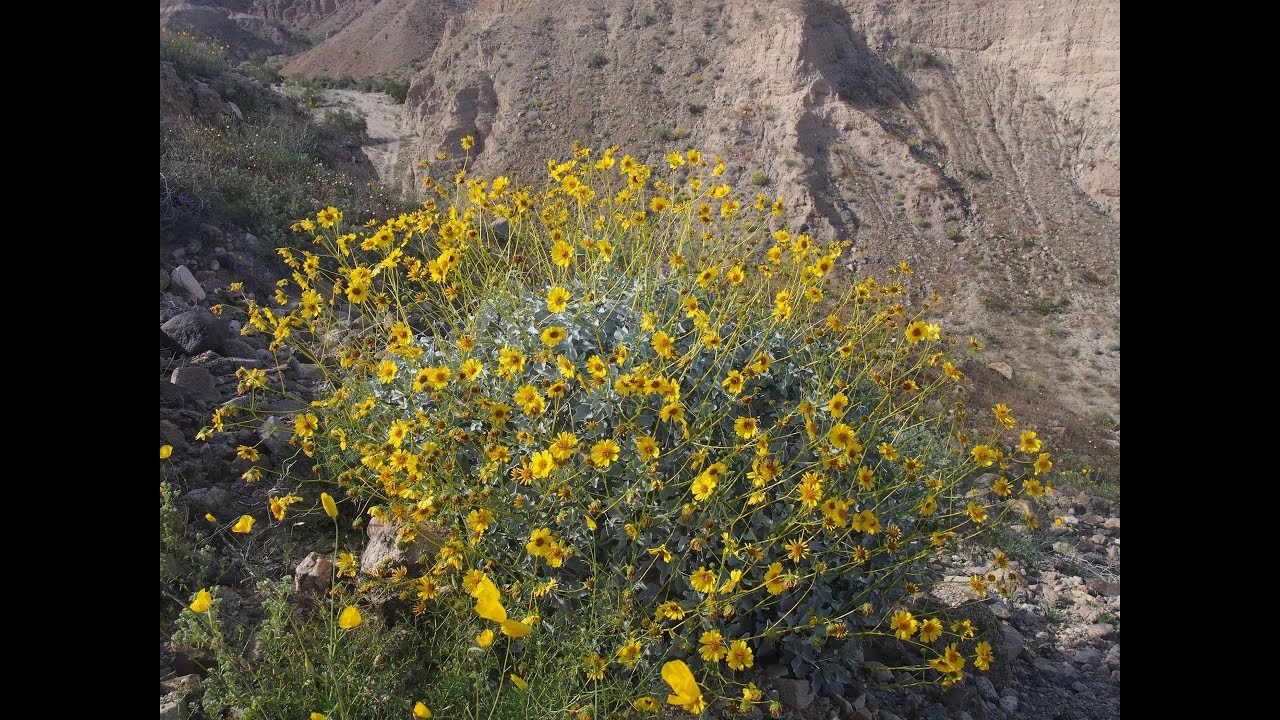 Encelia farinosa (brittlebush)