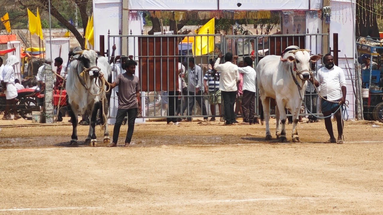 బత్తుల బాలరాజు‌ సీనియర్ వెలుగొండ 2026 Ongole bulls compitition Velugonda 2026