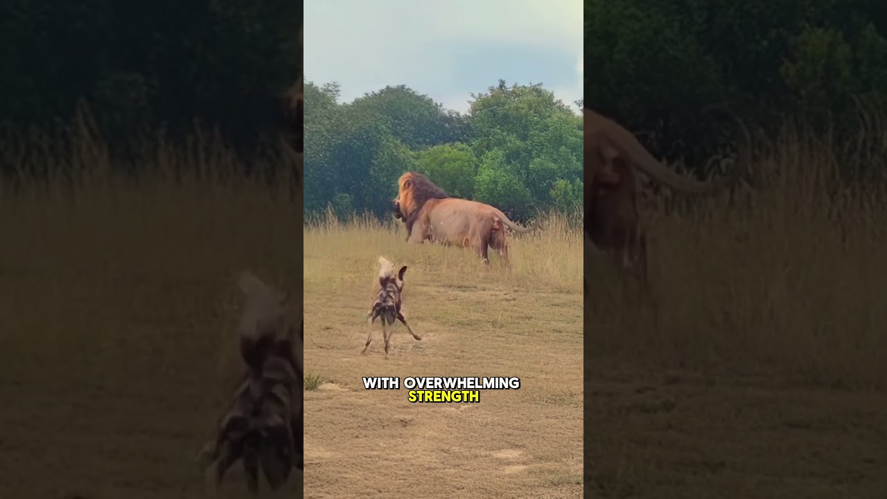 Male Lion Kills African Wild Dog Instantly With Powerful Bite  #wildlife #animals #predatorvsprey