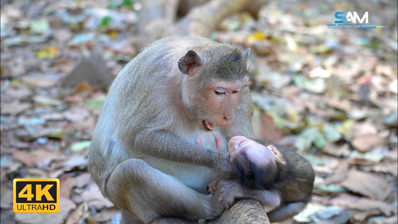 Discipline Before Milk: SPRING's Approach to Feeding
