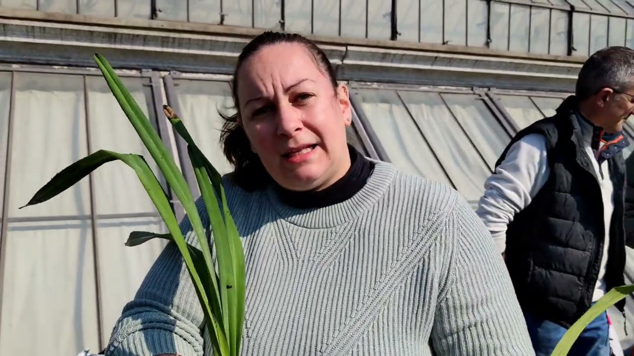 ALAO - Il rinvaso dei Cymbidium