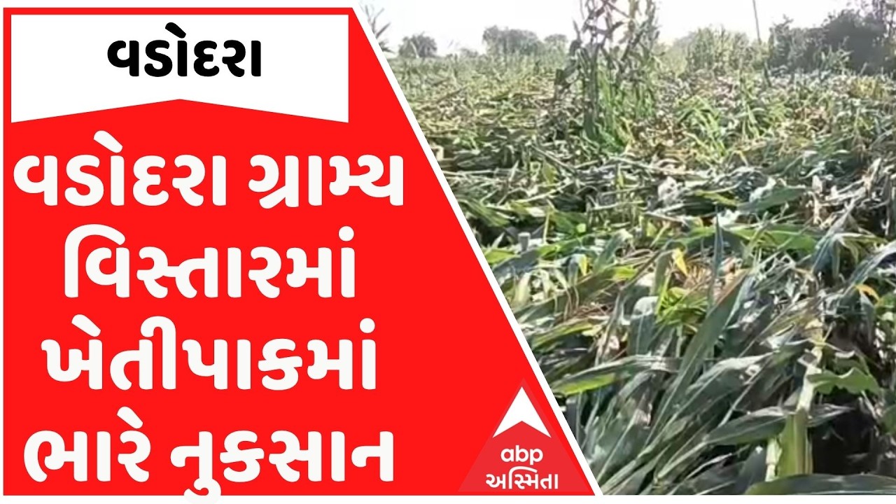 Vadodara | વડોદરા ગ્રામ્ય વિસ્તારમાં ખેતીપાકમાં ભારે નુકસાન