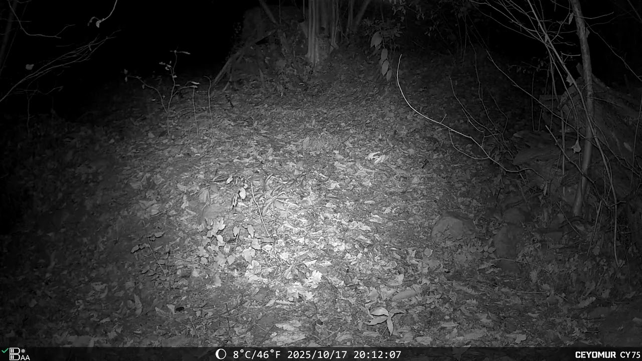 Fauna del 17 Ottobre 2025 – Gatto, Riccio, Faina | Appennino bolognese | RoffenoWild