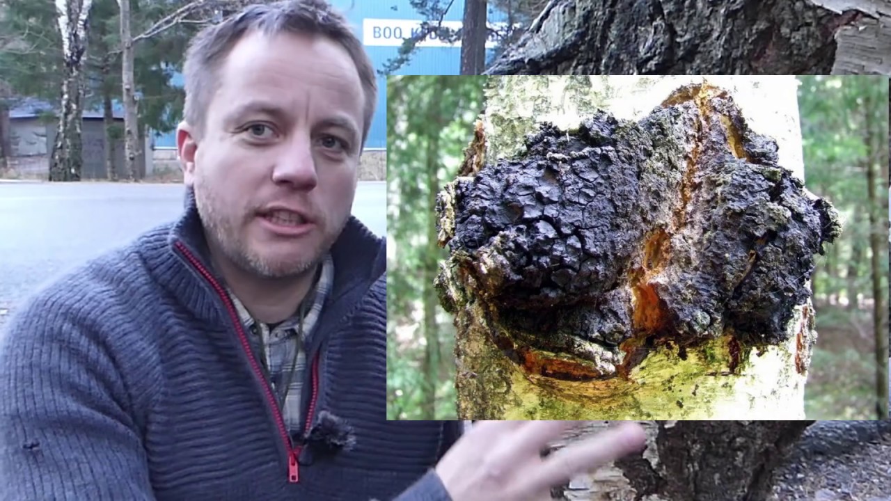 Chaga : How It Grows Explained