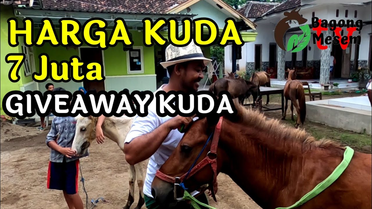 Harga Kuda 7 Juta dan GIVEAWAY KUDA